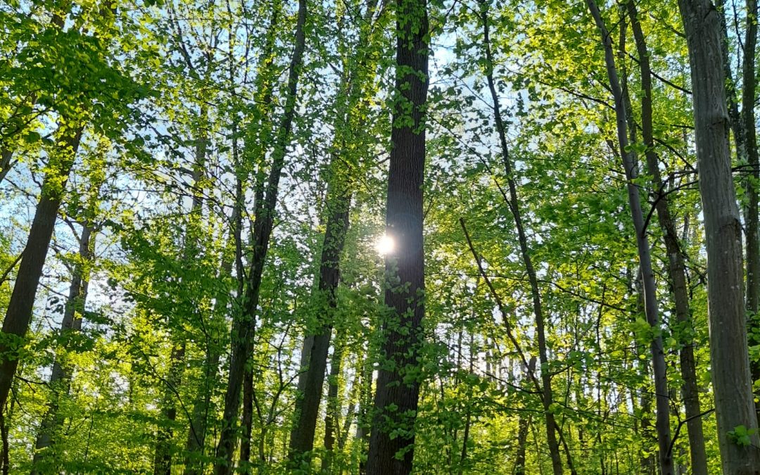 Termine ab 07. Mai in Kooperation mit der VHS Ansbach                                                                   Waldbaden