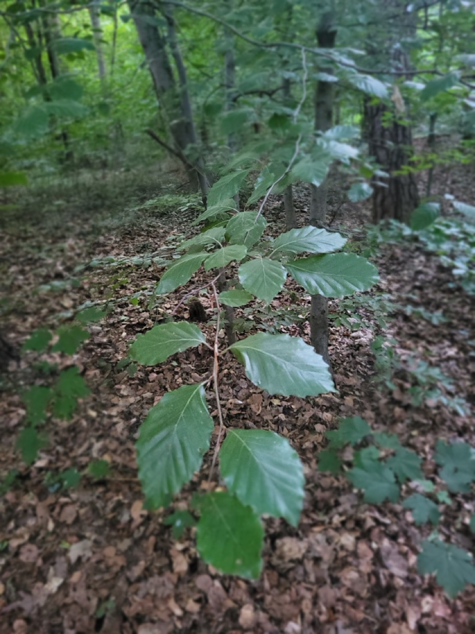 Groß (20250624_194515)