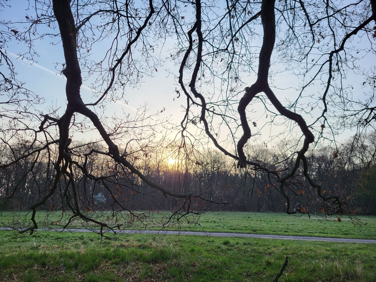 Sonnenunterang_im_Wald