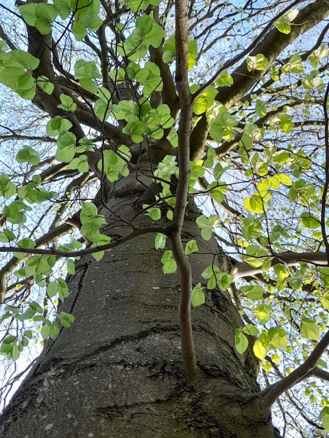 waldbaden