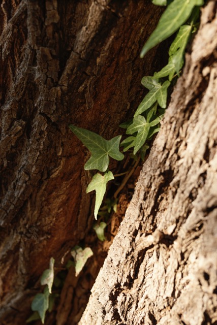 waldbaden-detailaufnahme